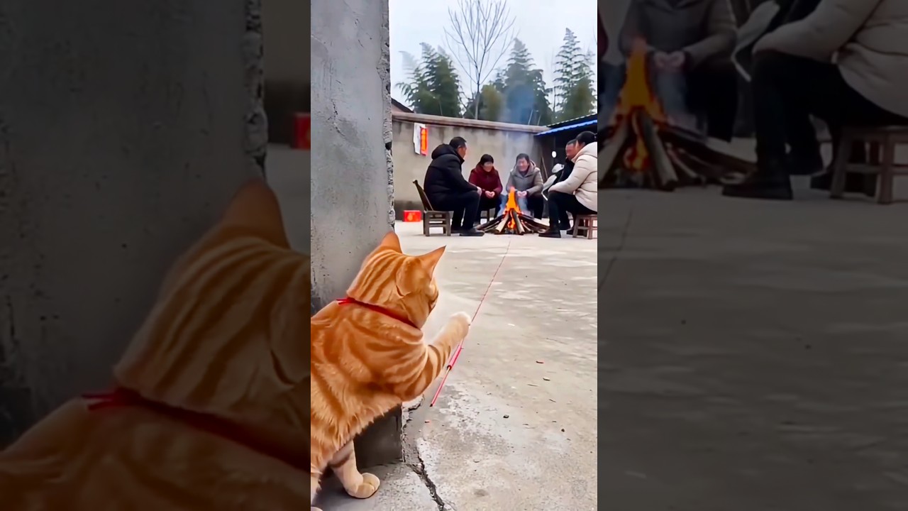 😱 Cat's Crazy Plan Shocked Everyone! 😂 #itsnitaibro #funny #cat