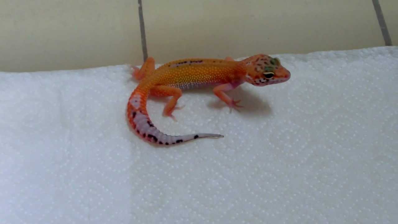 leopard gecko breeder EM-01-11