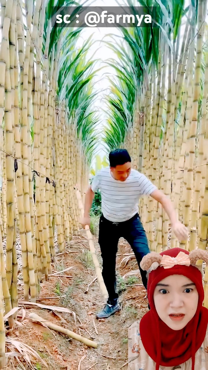makan pohon⁉️