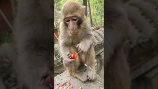 #short  monkey meme fruit mask machine ashram s l eating candy