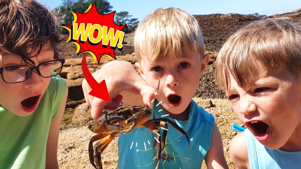 CHALLENGE ! Pêche à pied en BRETAGNE ! La pêche va-t-elle être bonne ? 
