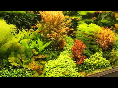 Video: What Is A Dutch Aquarium?