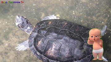 các con vật dưới nước, con cá, con cua, con ếch