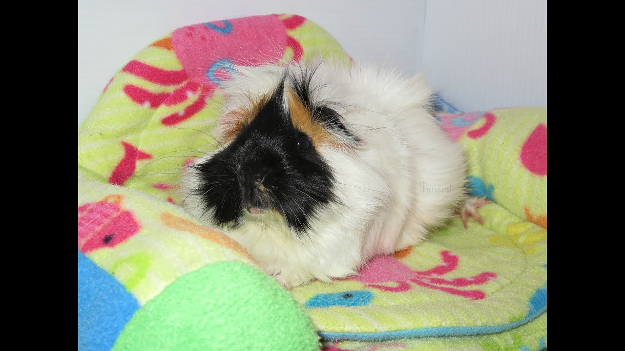 pigs lyrics Huge Changes To The Pet Room: Loss & Bonding