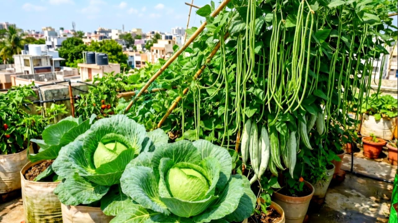 மாடித்தோட்டத்தில் அமோகமான அறுவடை | | Harvest In Our Terrace Garden | | Trending | | Gardening