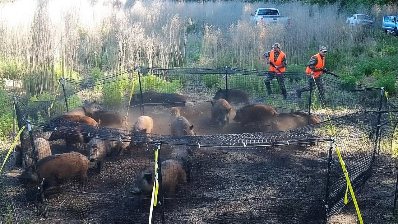 Exploding Wild Boar Wild Boar Chaos Begins When Nature Loses Its Balance - Are Traps Really ...