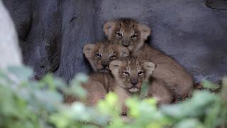 Survival Against the Odds....The Story of Three Motherless CUBS