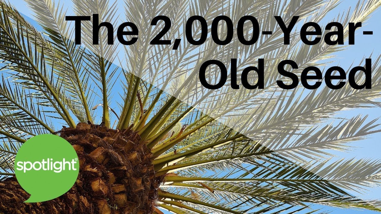 The Two Thousand Year Old Seed | practice English with Spotlight