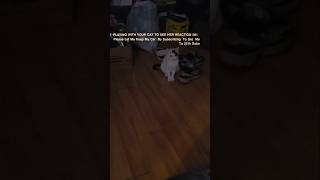 PLAYING WITH YOUR CAT TO SEE HER REACTION EPISODE 281 #youtubeseries #1trend #viral #comedy #cat