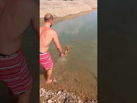 Video: Kako plivati u križanju životinja?