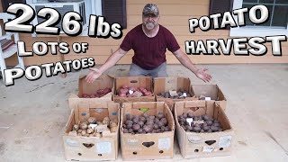 Great Potato harvest and food security