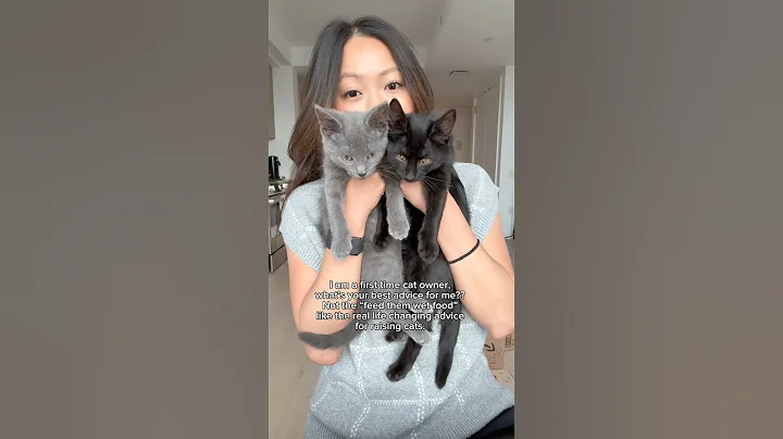 Video 11657671: gray russian blue, kitten black cat, cat mom kitten, kitten cat first, best cat