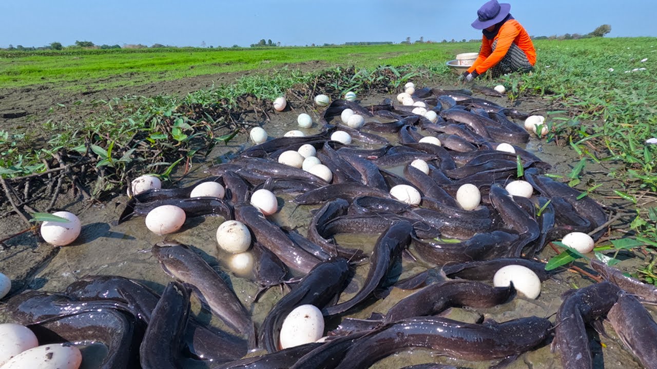 wow unique fishing - catching fish and pick a lot of duck egg at field ...