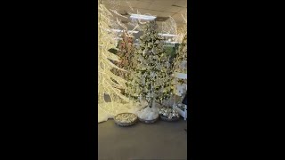 Are tariffs increasing the price of Christmas trees?