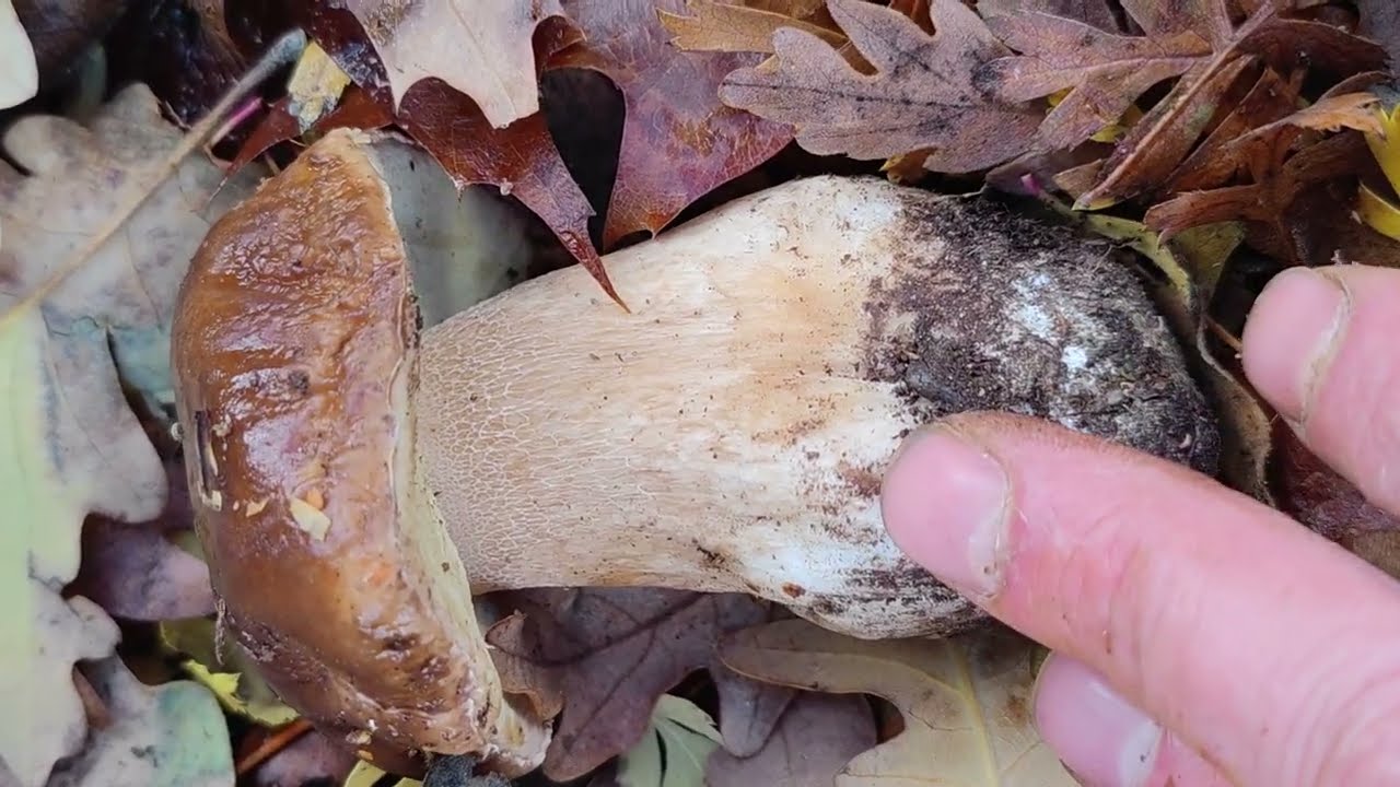 Los 4 boletos más ricos presentan estas 3 características. Aprende a identificarlos (sección edules)