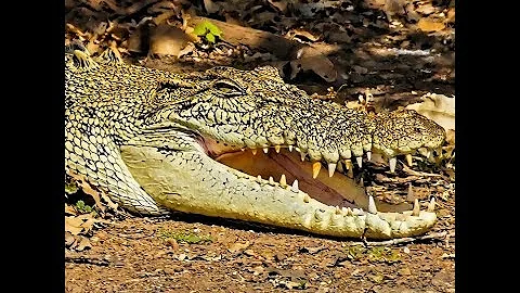 Drone Footage of Saltwater Crocodiles in Australia