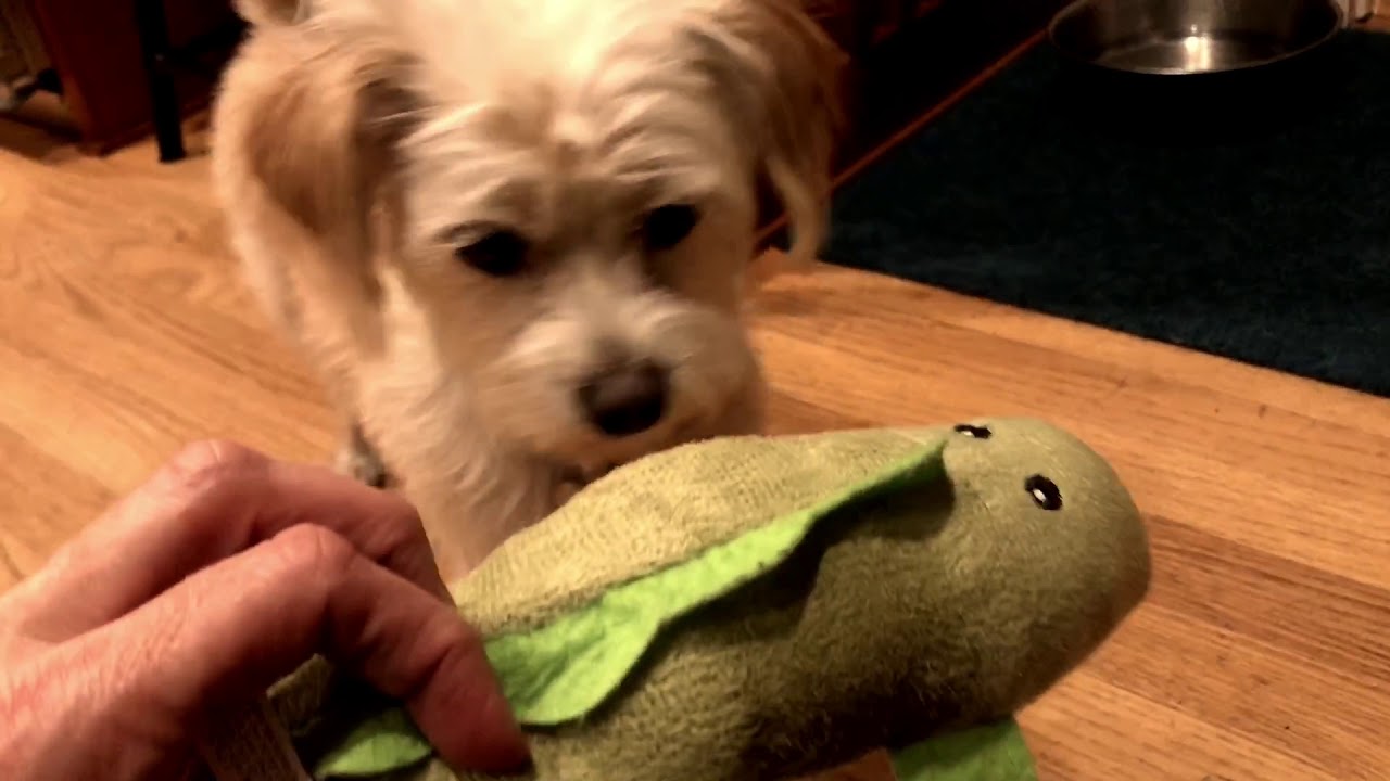 Out Command for dogs Resource guarding toys or food. YouTube