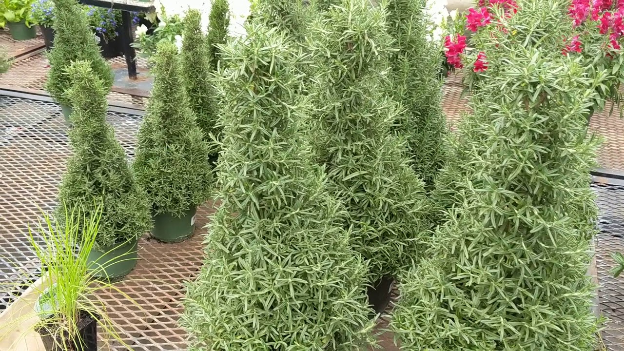 Edible Shrubs for Decorative and Culinary Purposes YouTube