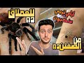 طريقة العناية الصحيحة بالعناكب الصغيرة لحد ما تكبر وتكون ترانشولا عملاقة 
