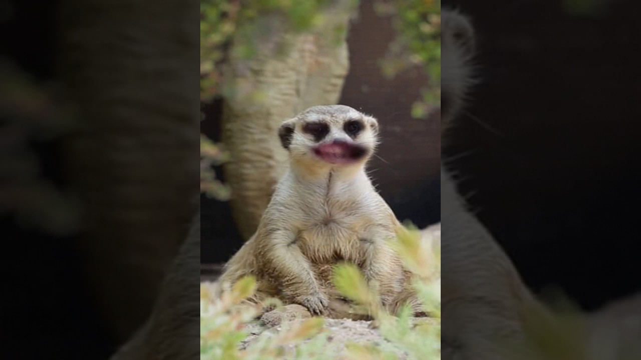 Video scurt dar amuzant