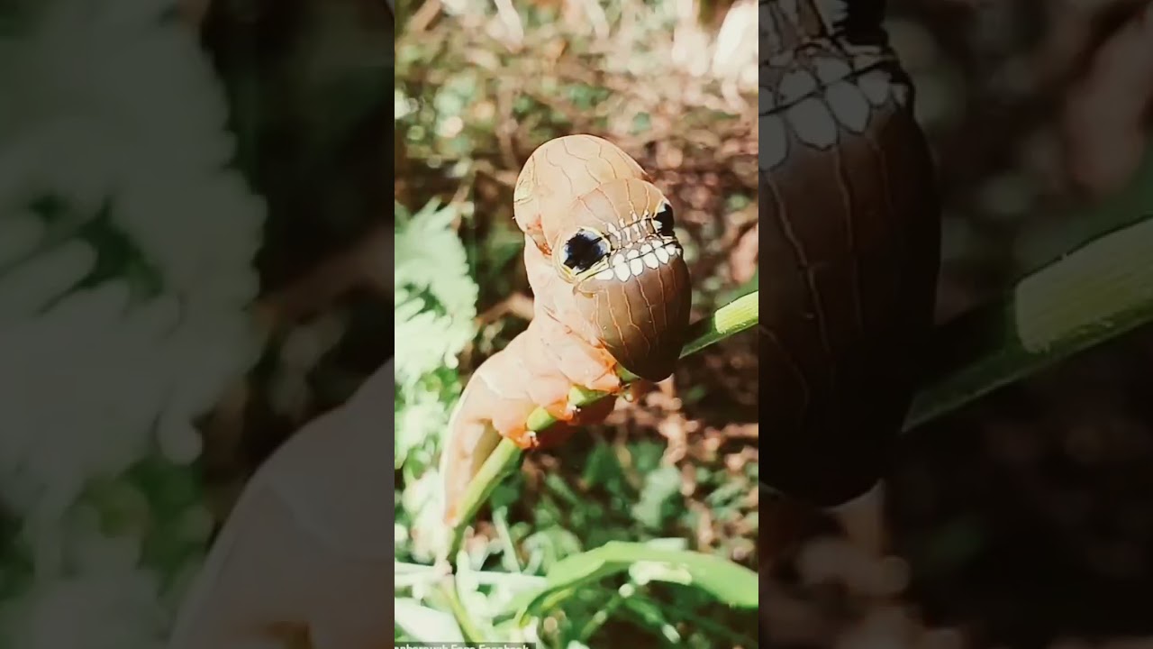 the skull face caterpillar 💀