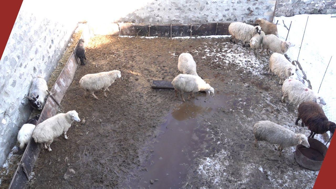 Տեղ գյուղ․ հողերը հանձնելուց հետո արոտավայրեր չկան, անասուններին վաճառում են