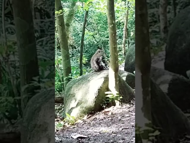 monyet di hutan liar class=