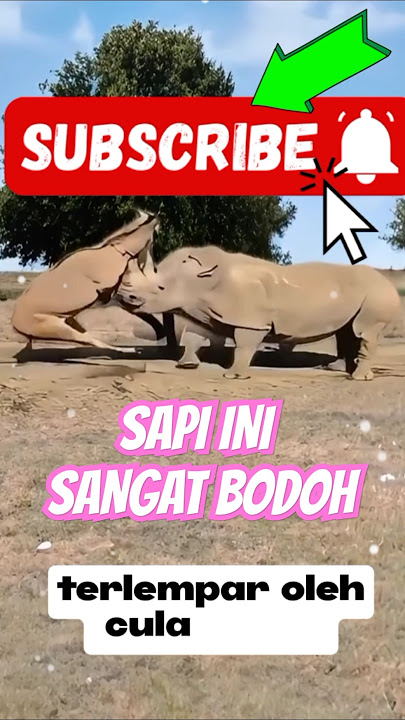 SAPi ini sangat bod0h nekat melawan badak bercula #badak #sapi #hewan #short