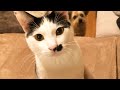 ぼく、「ハク」センター分けの子猫だよ！