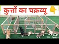 कुत्तों का  चक्रव्यू !! एक बार जरूर देखें !! #dog #cat #animals #cute