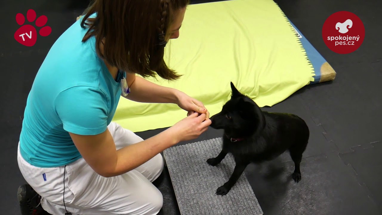Tlapka TV - Psí fyzioterapie