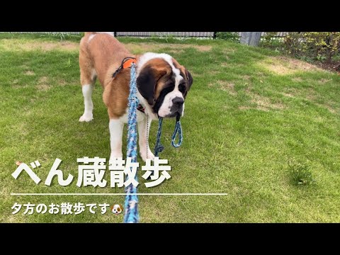 【大型犬セントバーナード】べん蔵の夕方さんぽの様子です🐶