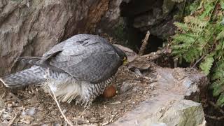 Peregrine flypast 4K