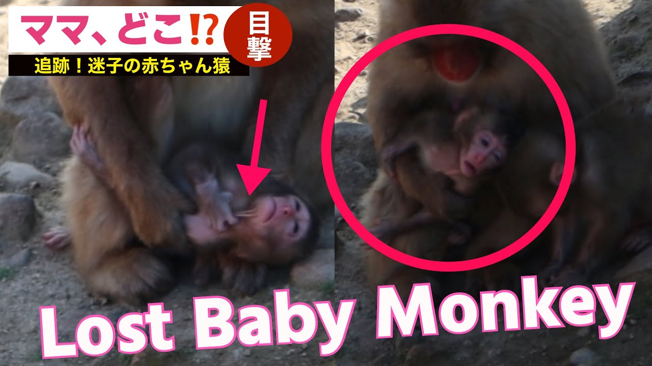 Приключения 3 очаровательных детёнышей обезьян / monpai monyet snow monkey