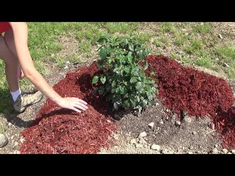 Video: Mounding Roses: Mounding ja Mulching Roses talveksi