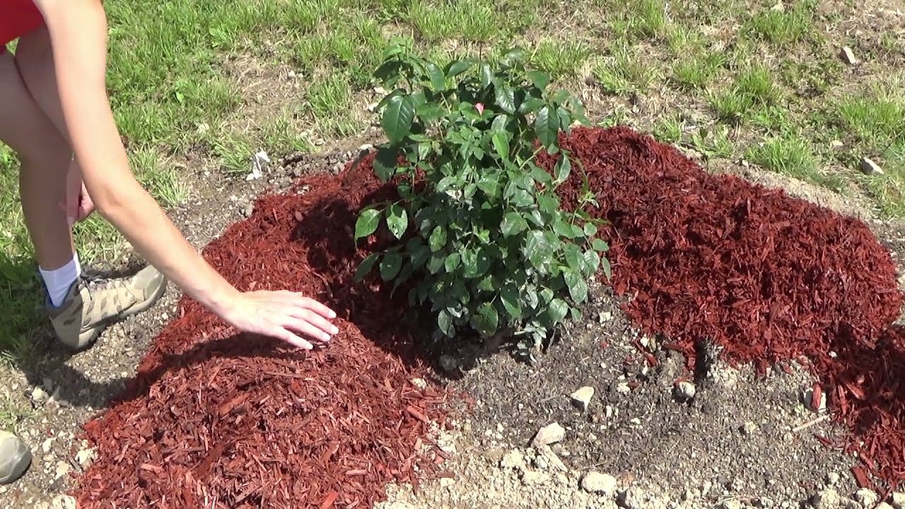 How To Mulch Rose Bushes What Are The Benefits Of Using Mulch YouTube