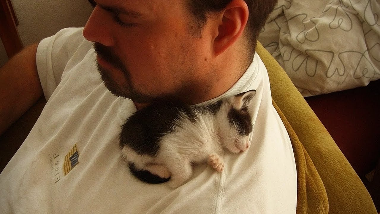 When You Wanted a Kitten—But Got a Best Friend ❤️ Cute Cat Reaction Videos 2025