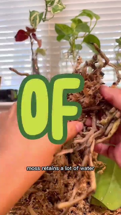 How To Treat Black Rot On Orchids YouTube how-to-treat-black-rot-on-orchids-youtube