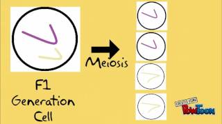 Law of Segregation- finalized
