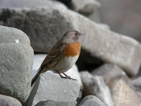 Robin Accentor (Prunella rubeculoides) 