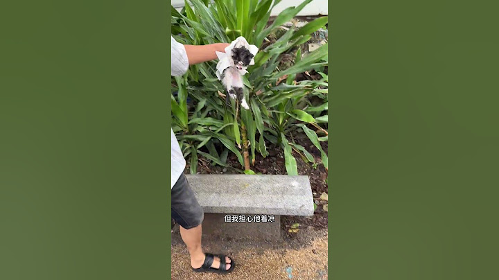 捡了一只猫瘟小奶牛 还不知道能不能救得活