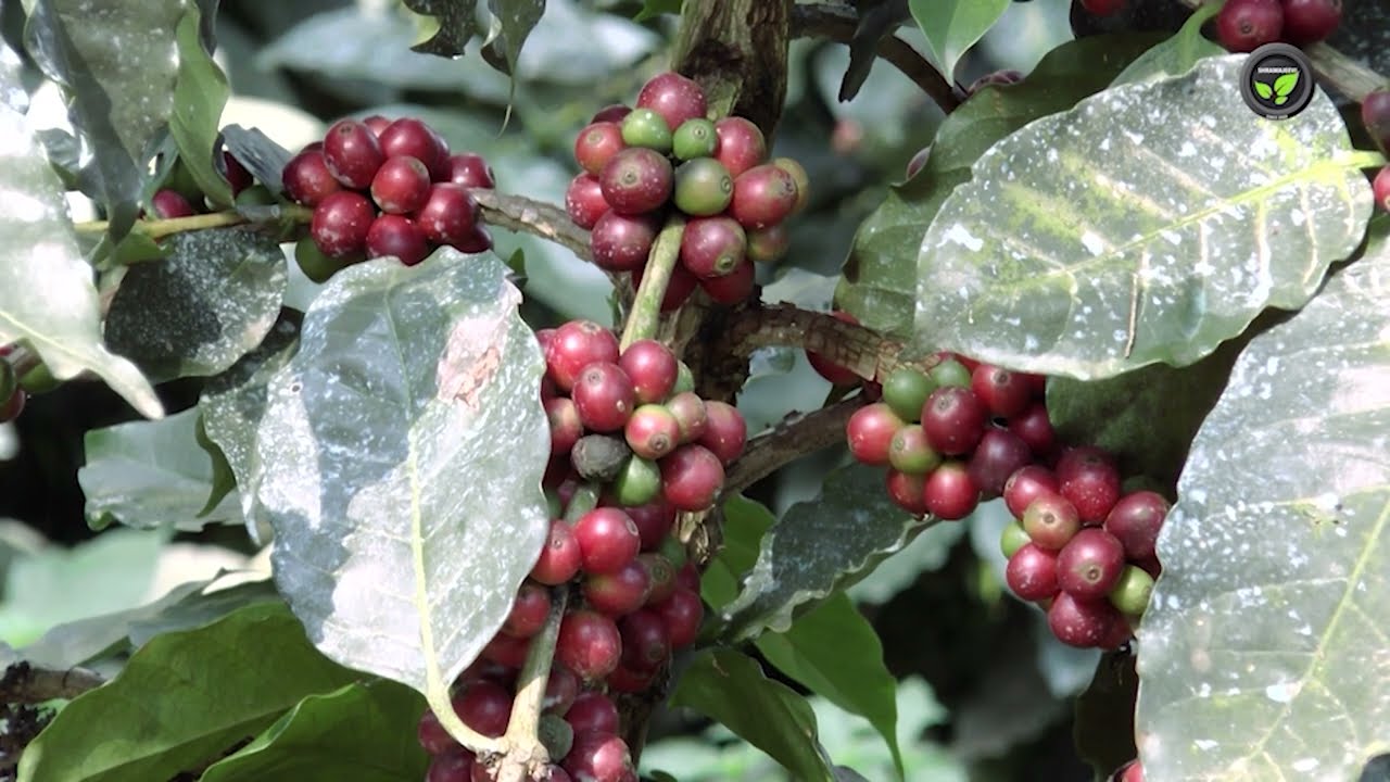 ಸಿಲ್ವರ್ ಓಕ್, ಕಾಫಿ , ಕಾಳುಮೆಣಸು - ಒಂದು ವೈಜ್ಞಾನಿಕ ಚರ್ಚೆ- ಡಾ. ವೇಣುಗೋಪಾಲ |  Silver Oak, Coffee and pepper