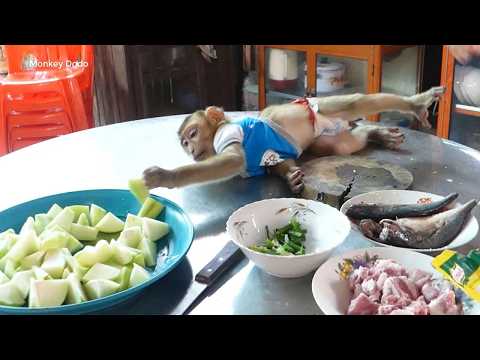 Caught on Camera! 😂 Cute Monkey Dodo Stealing Veggies While Mom Isn't Looking!