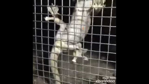 Bán tắc kè giống , tắc kè thương phẩm . 0913398911