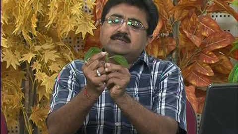 Types of Leaves & Phyllotaxy Part 1