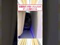 保護猫引き取ったんだが隠れて出てこない #2ch動物スレ #猫動画 #保護猫 #猫のいる暮らし