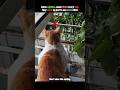 Long Distance Love but It’s Cats #cat #shorts