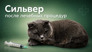 Сильвер после лечебных процедур. Стало ли ему лучше?