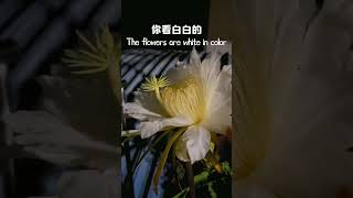 只在夜间开的火龙果花，居然这么漂亮 #shorts #滇西小哥 #flower #fruits