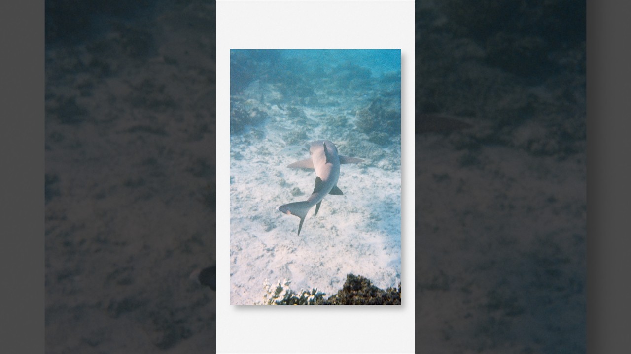 Shooting film underwater with the Nikonos V 